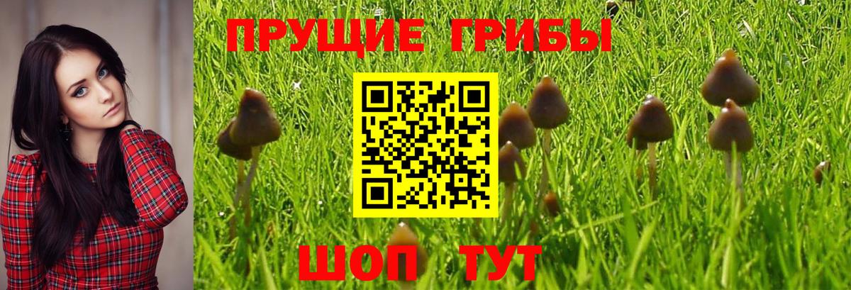 Псилоцибиновые грибы мицелий Ступино